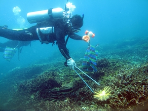 調查人員正在移除棘冠海星