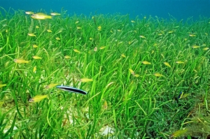 為海洋生物幼生孵育及隱蔽保護場所的海草床生態系