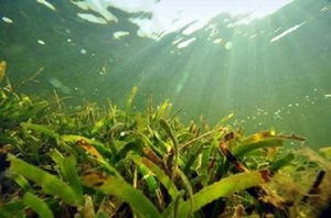 海草床棲地是許多生物食物來源和避難場所(黃彥銘攝)