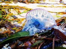 圖1.僧帽水母被發現於因海浪而堆積在岸際海草上(洪登富攝)