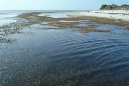 東沙島西岸潟湖口廣闊的海草床，是H. varians的主要生棲場所。(廖震亨/攝)