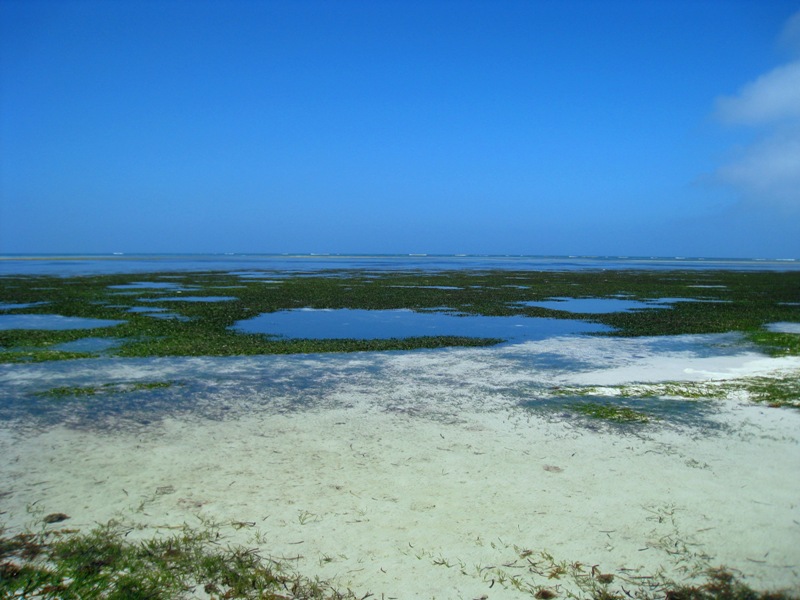 東沙島周邊青鬱的海草床，是海洋生物撫育幼生的良好處所之一(圖片來源/陳慧如)