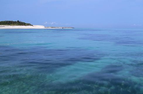 東沙島周圍淺水域即有相當豐富的大型洄游魚類資源，外環礁的大型魚種多樣性更令研究人員驚艷與期待。