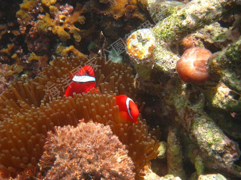 白條海葵魚(拍攝者：陳慧如)