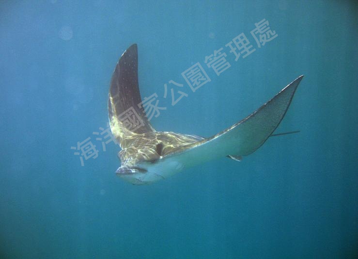 橫帶唇魚(拍攝者：陳靜怡)