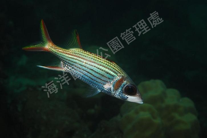 莎姆金鱗魚