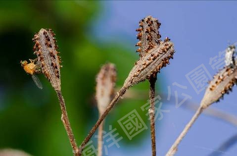 白避霜花之棍棒狀果實