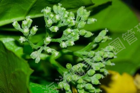 白避霜花之花序