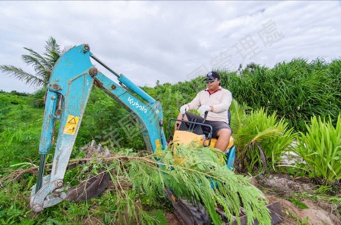 防治銀合歡需挖除根部以免持續萌櫱