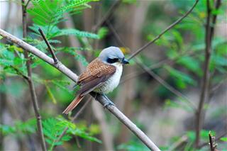 虎紋伯勞/高雄市野鳥學會林昆海提供