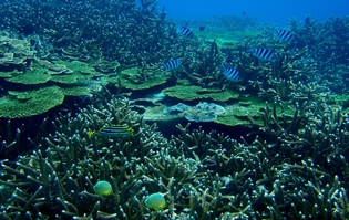 圖2.澎湖南方四島海面下生氣盎然。（海洋國家公園管理處提供）