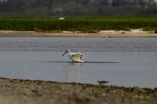 黑面琵鷺冬浴於東沙島潟湖(2010/11/19海洋國家公園管理處東沙管理站洪登富技士拍攝)。