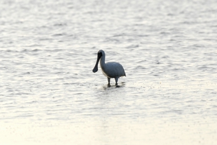 棲息在東沙島潟湖的黑面琵鷺(2010/11/21海洋國家公園管理處東沙管理站洪登富技士拍攝)。