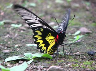 珠光鳳蝶列為保育類動物，逆光時閃耀珍珠光澤，在海岸林中可見