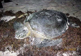 近年來首度在東沙島上岸產卵的綠蠵龜 (拍攝者：海管處 黃世彬)