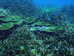 圖2.澎湖南方四島海域豐富的珊瑚礁生態。