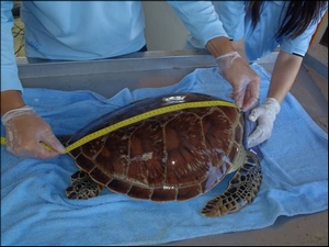 圖片2海洋國家公園管理處東沙管理站人員進行海龜身體檢查紀錄