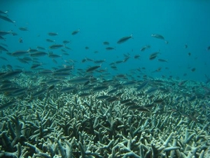 照片4.澎湖南方四島海域豐富的海洋資源(海管處提供)