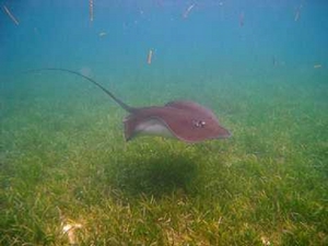 圖三：東沙海草床中的魟魚(海管處提供)