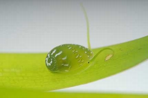 圖四：棲息於海草葉片上的翡翠蜑螺(海生館邱郁文助理研究員提供)