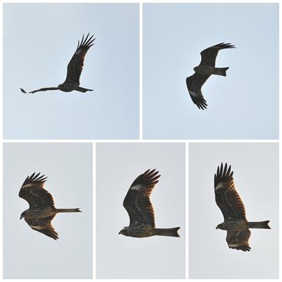 海管處東沙管理站同仁於本（102）年1月發現新紀錄種黑鳶