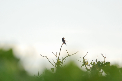 海管處東沙管理站同仁於本（102）年1月發現新紀錄種桑鳲