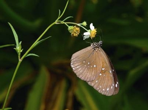 幻紫斑蝶是東沙島上的昆蟲指標物種。