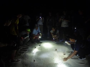 學員們在沙灘上觀察陸寄居蟹的夜間生態