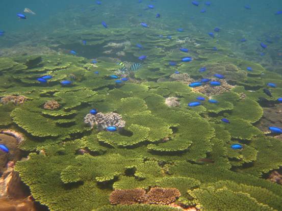 澎湖南方四島海域繽紛多樣的珊瑚礁生態景觀