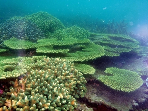 澎湖南方四島海域珊瑚礁覆蓋率極高