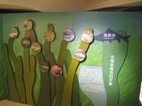 海草床展區以翻翻板設計認識海草床生物