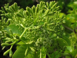 白避霜花雌花及果實