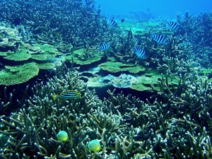 澎湖南方四島海域繽紛多樣的珊瑚礁生態景觀