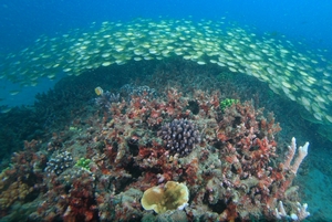 澎湖南方四島豐富的海洋資源及繽紛的珊瑚景觀