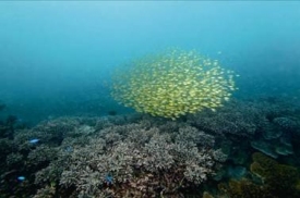 澎湖南方四島擁有健康珊瑚礁生態相，提供珊瑚礁生物良好之棲息場所