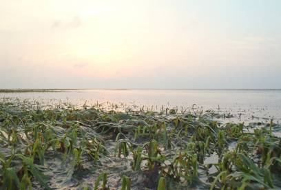 東沙島西岸海草床參雜各種不同棲地類型，生物多樣性相當高。(廖震亨/攝)