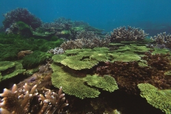 東吉嶼海底豐富的珊瑚礁生態。