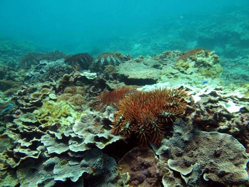 棘冠海星曾在98-102年在西吉海域大量群聚，造成珊瑚嚴重受損。