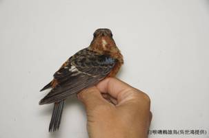 東沙104年新紀錄鳥種白喉磯鶇-雄鳥