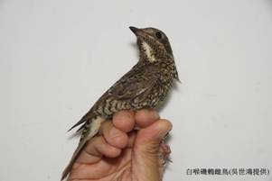 東沙104年新紀錄鳥種白喉磯鶇-雌鳥