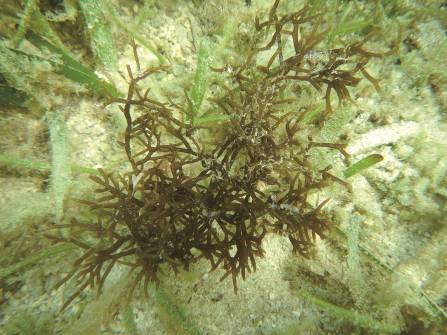 紅藻-可食龍鬚菜，東沙島週邊海域常見種