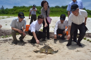 Releasing the sea turtles