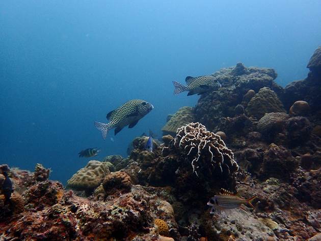 石鱸等大型魚類在東沙環礁潟湖內的塊礁區較為常見