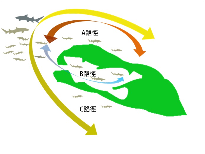 東沙島出生的尖齒檸檬鯊幼鯊主要有三條移動路徑