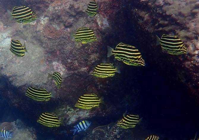 臺灣北部常見的柴魚也能在澎湖南方四島海域發現