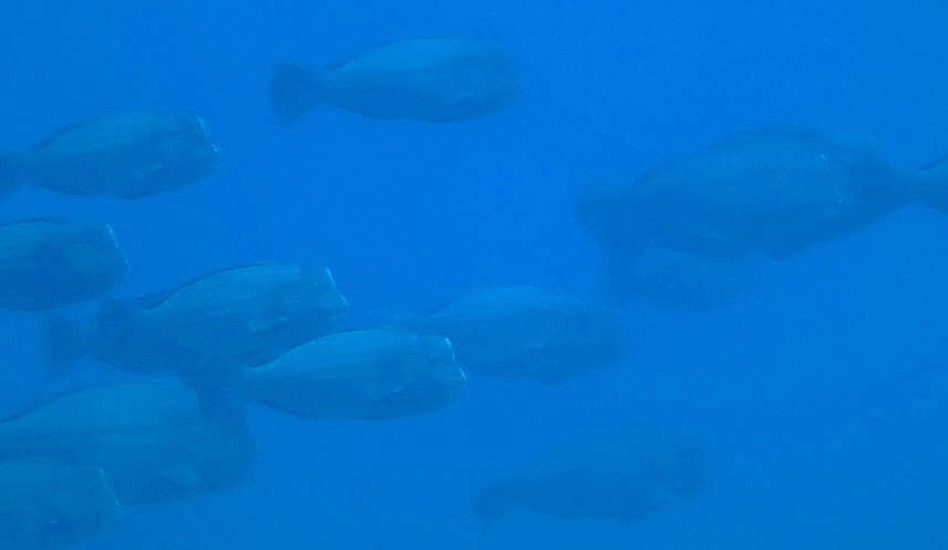 東沙外環礁群游的隆頭鸚哥魚(影片截圖，張承翔/攝)