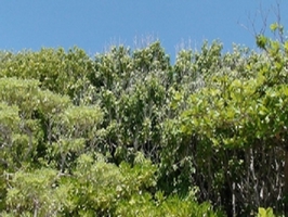 圖1.太平島上生長茂密的熱帶林(海洋國家公園管理處提供)