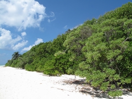 圖2.太平島上生長茂密的海岸林(海洋國家公園管理處提供)