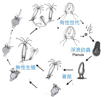 水螅水母同屬的物種研究