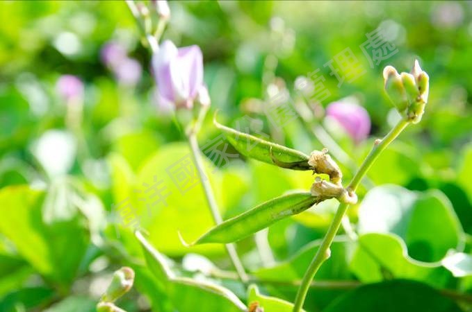 濱刀豆嫩莢可作為救荒野菜